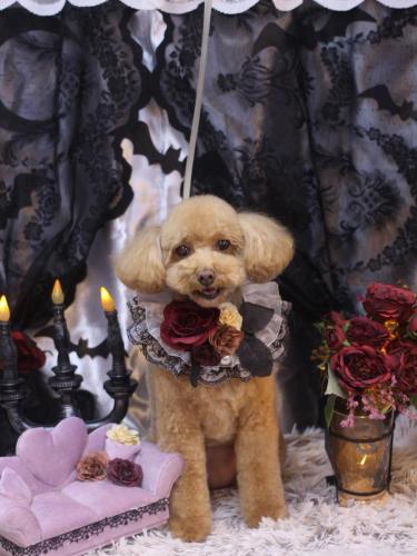 20231027めるちゃん